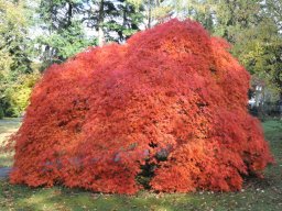 Acer palmatum Ornatum